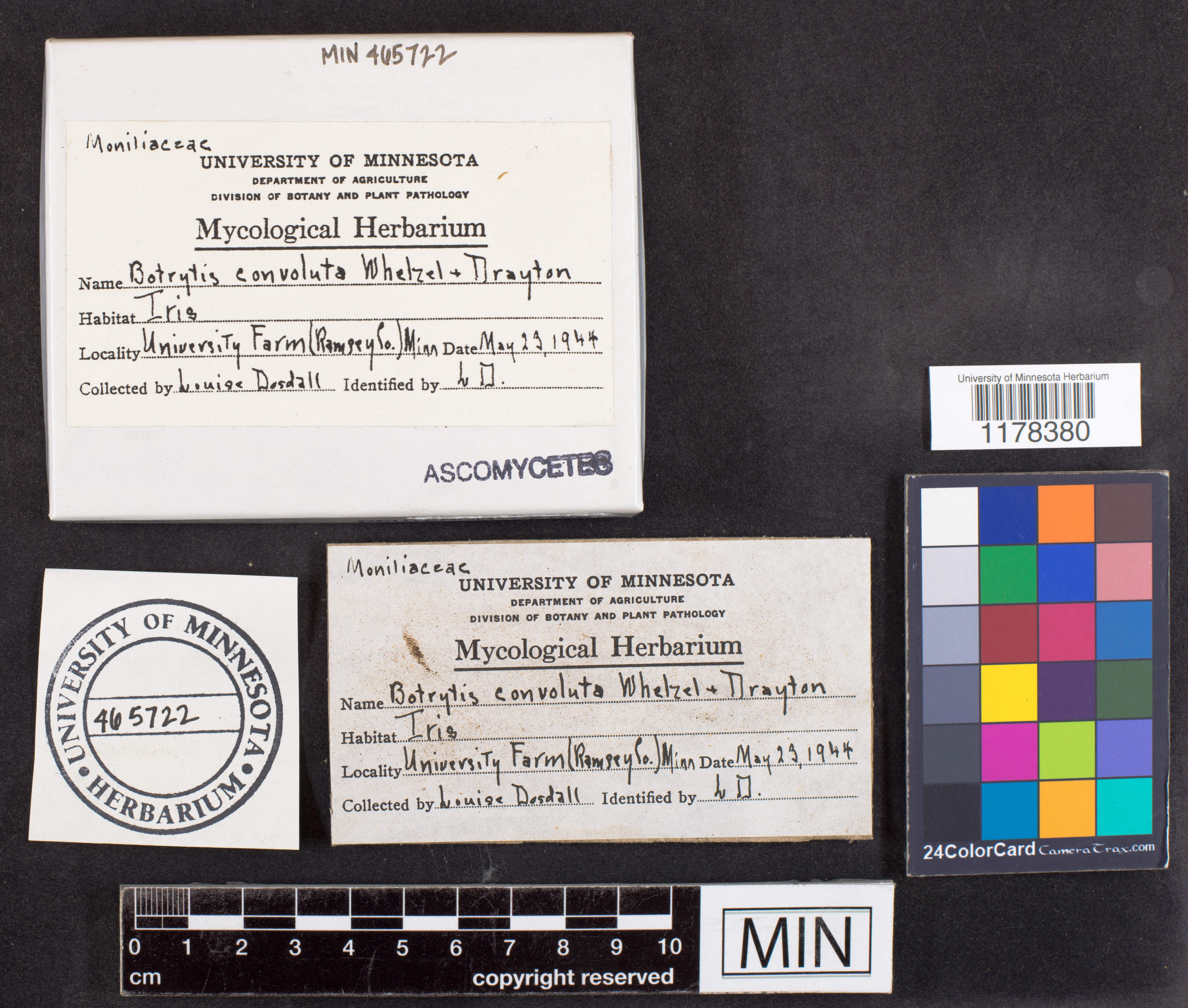 Botryotinia convoluta image