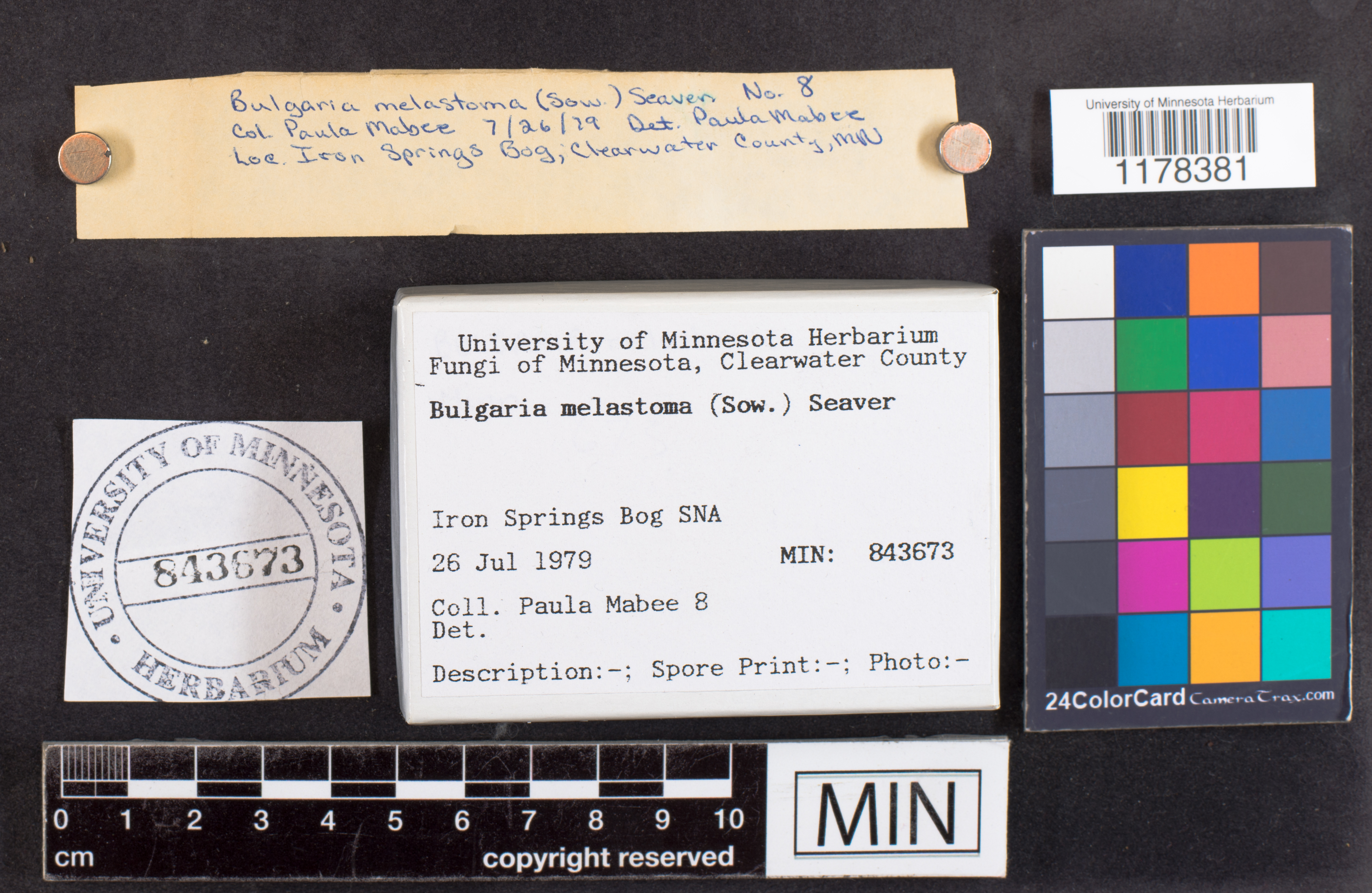 Plectania melastoma image