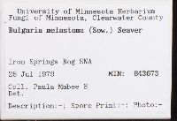 Plectania melastoma image