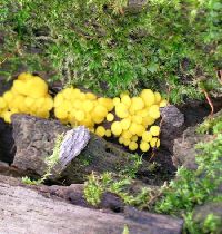 Bisporella citrina image