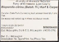 Bisporella citrina image