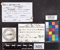 Bisporella citrina image