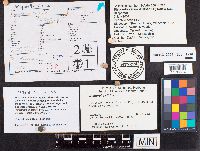 Bisporella citrina image