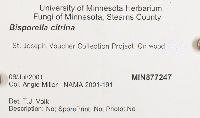 Bisporella citrina image