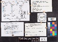 Bisporella citrina image