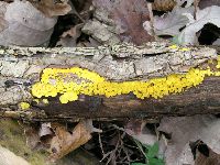 Bisporella citrina image