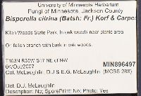 Bisporella citrina image