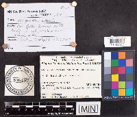 Bisporella citrina image