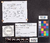 Bisporella citrina image