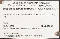 Bisporella citrina image