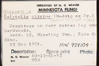 Bisporella citrina image