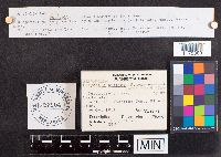 Bisporella citrina image