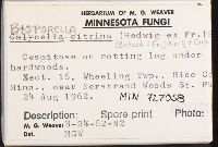 Bisporella citrina image