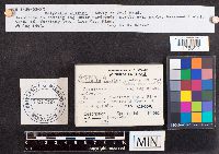 Bisporella citrina image