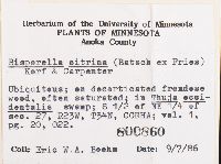 Bisporella citrina image