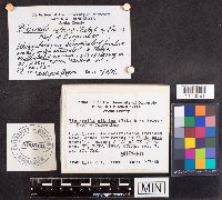 Bisporella citrina image