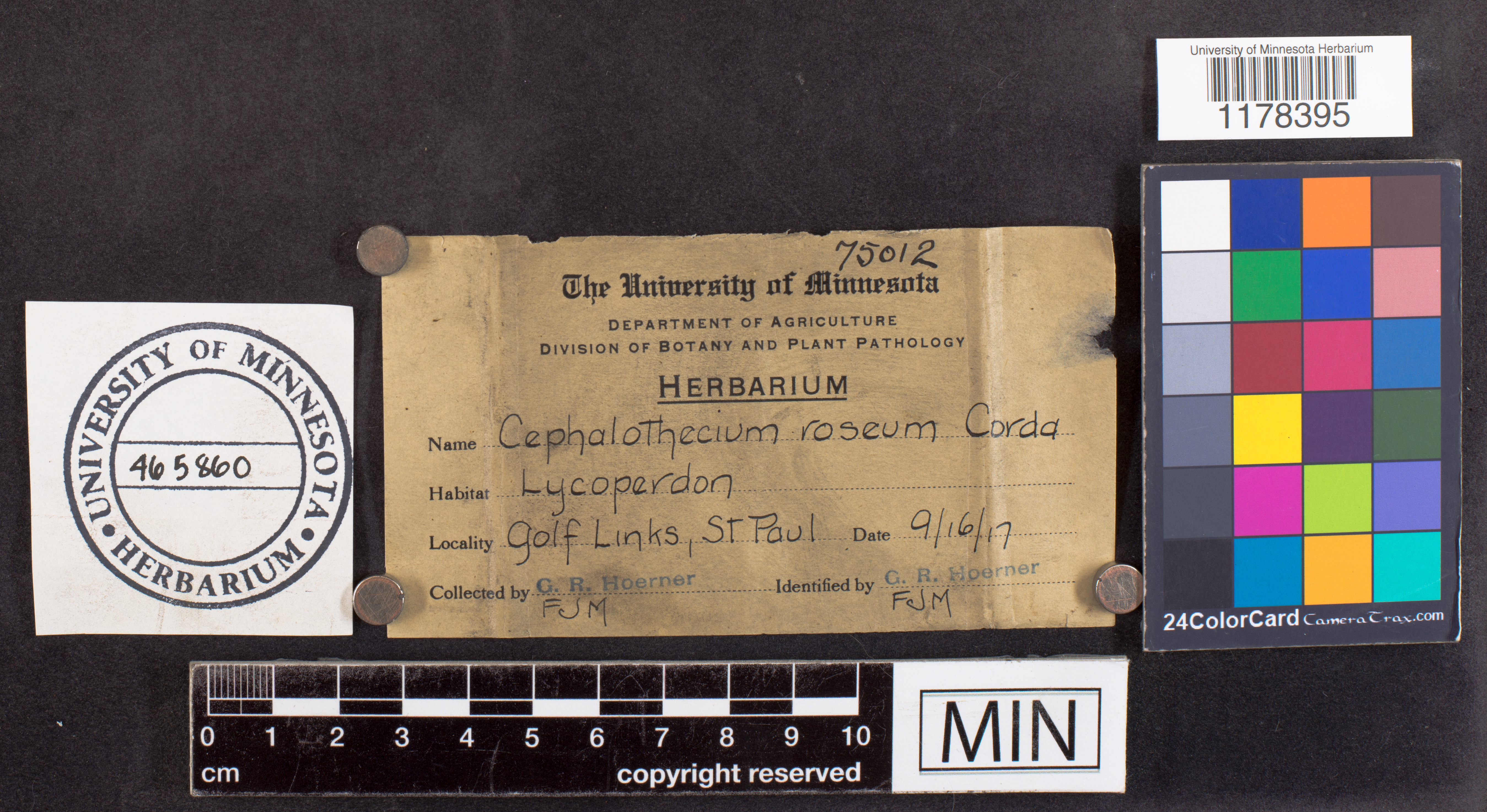 Trichothecium roseum image