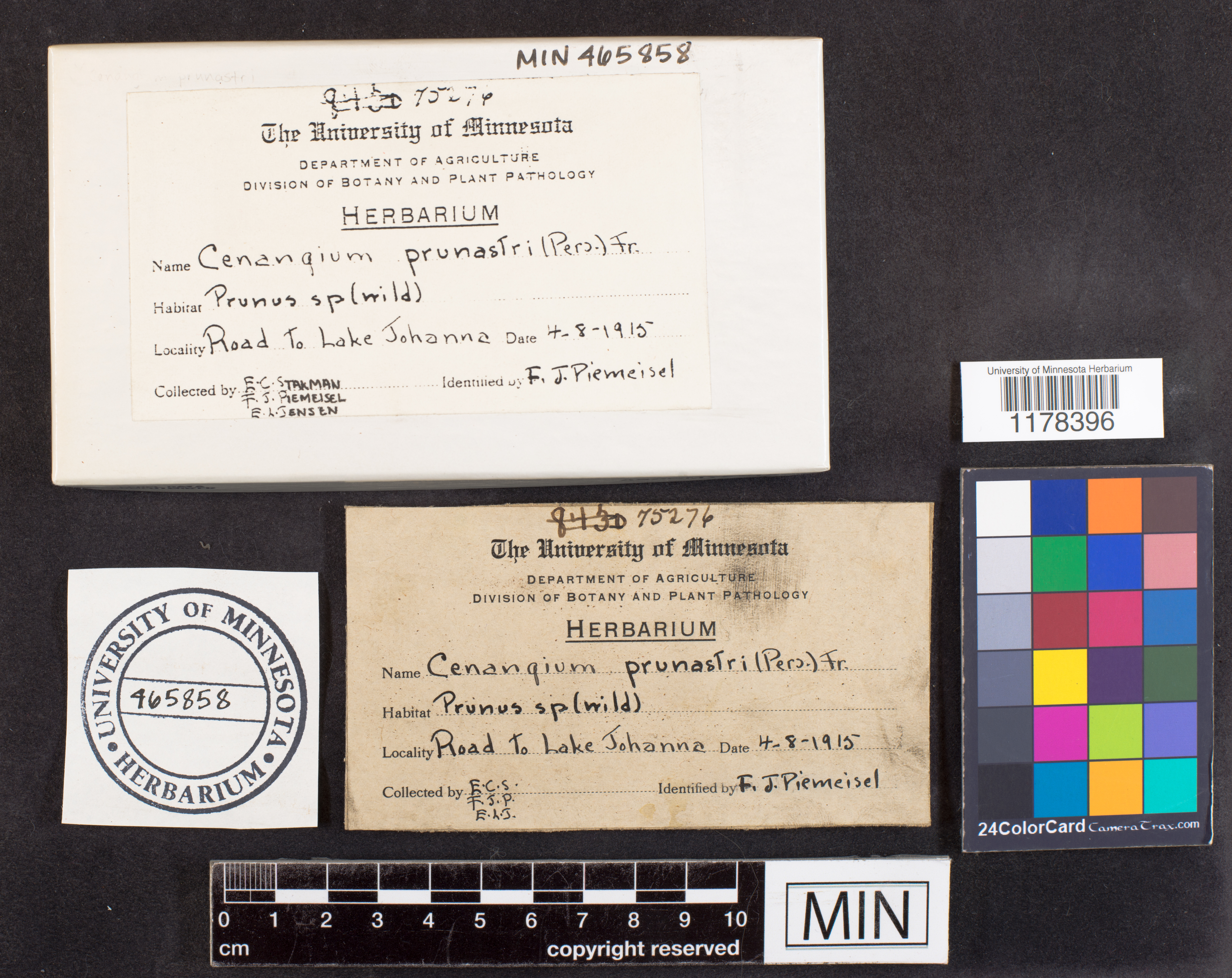 Dermea prunastri image