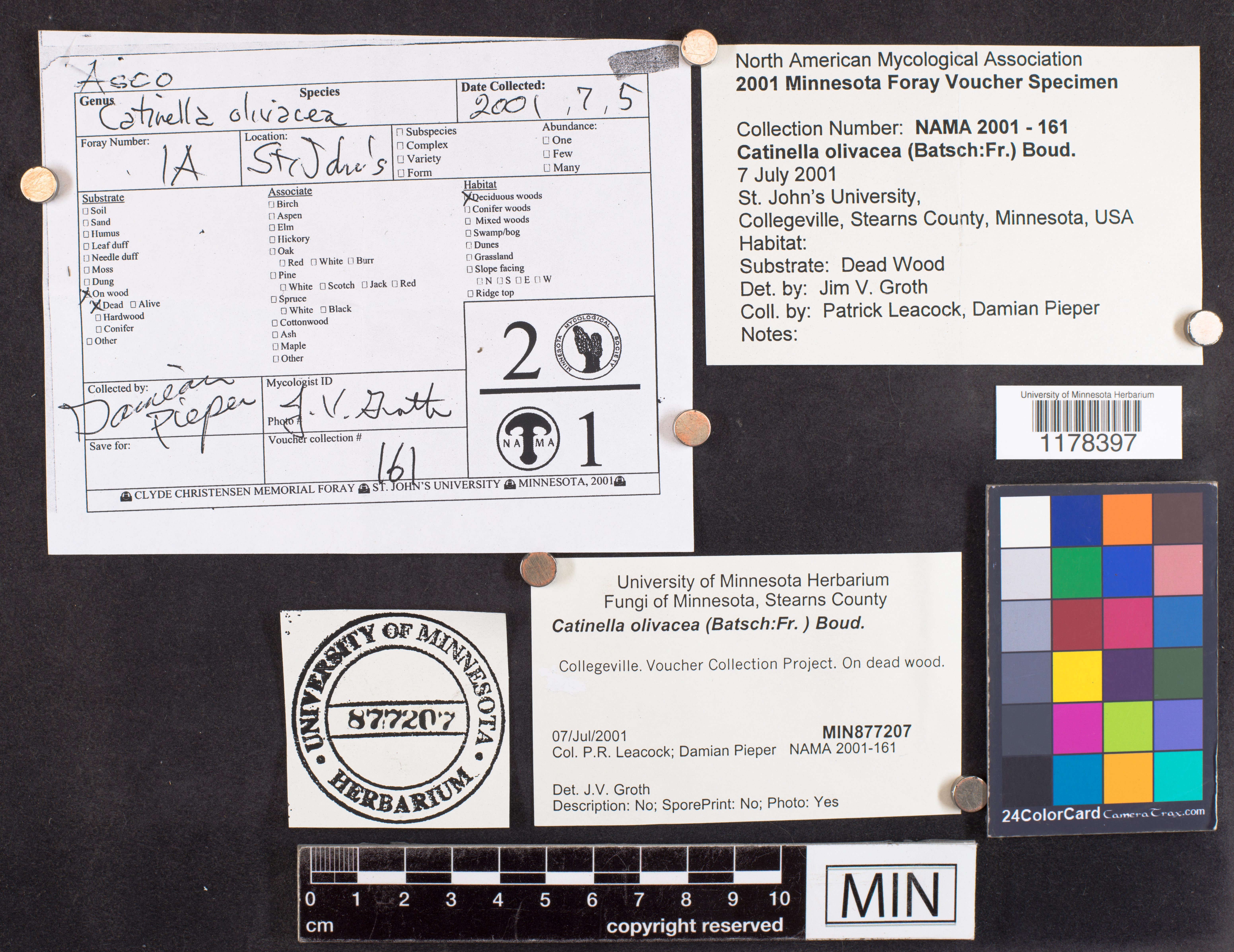Catinella olivacea image