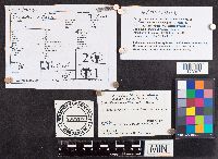 Catinella olivacea image