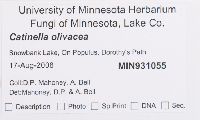 Catinella olivacea image