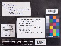 Catinella olivacea image