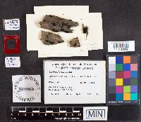 Catinella olivacea image