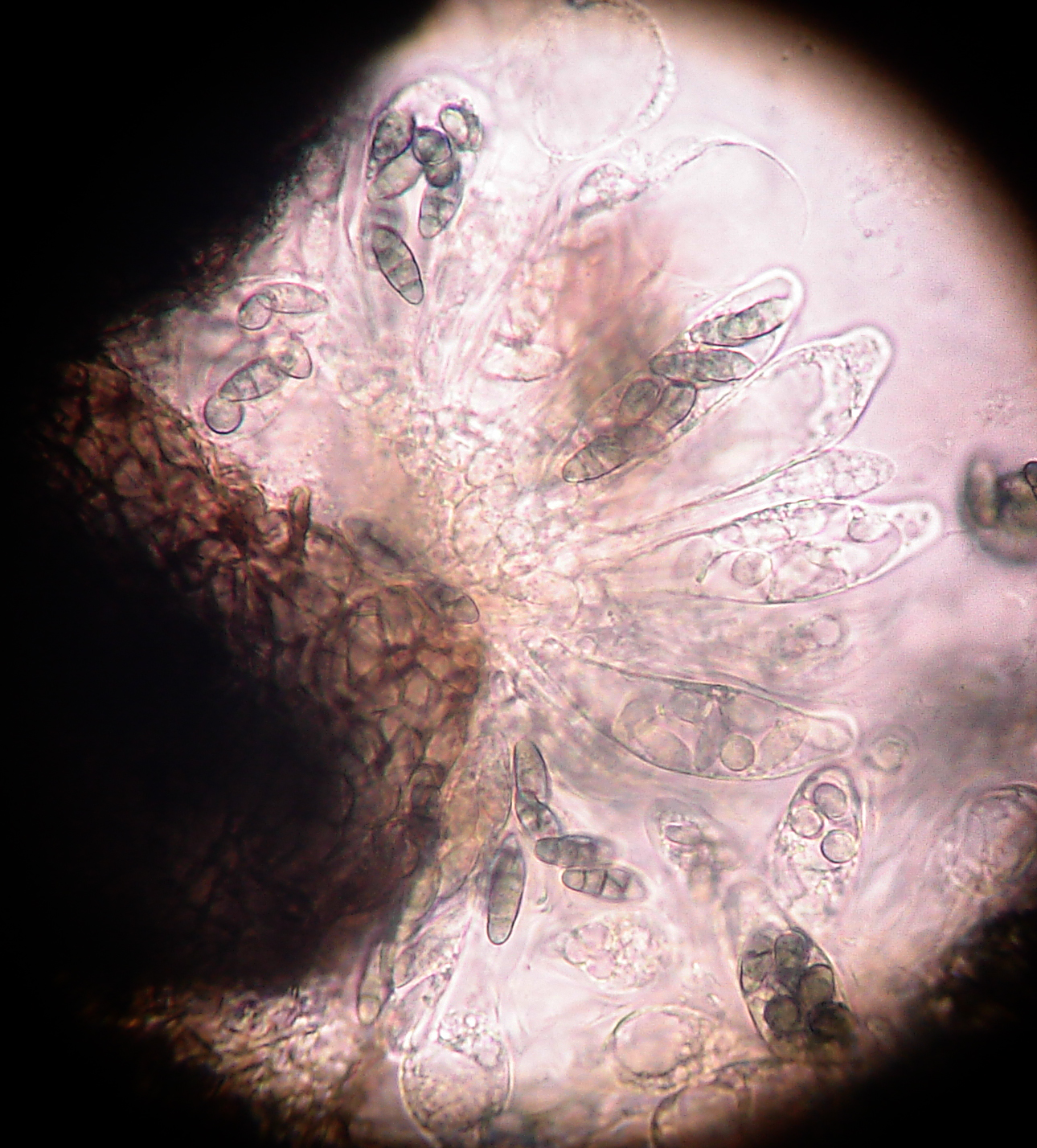 Capronia semi-immersa image