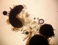 Capronia semi-immersa image