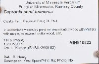 Capronia semi-immersa image