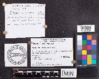 Capronia semi-immersa image