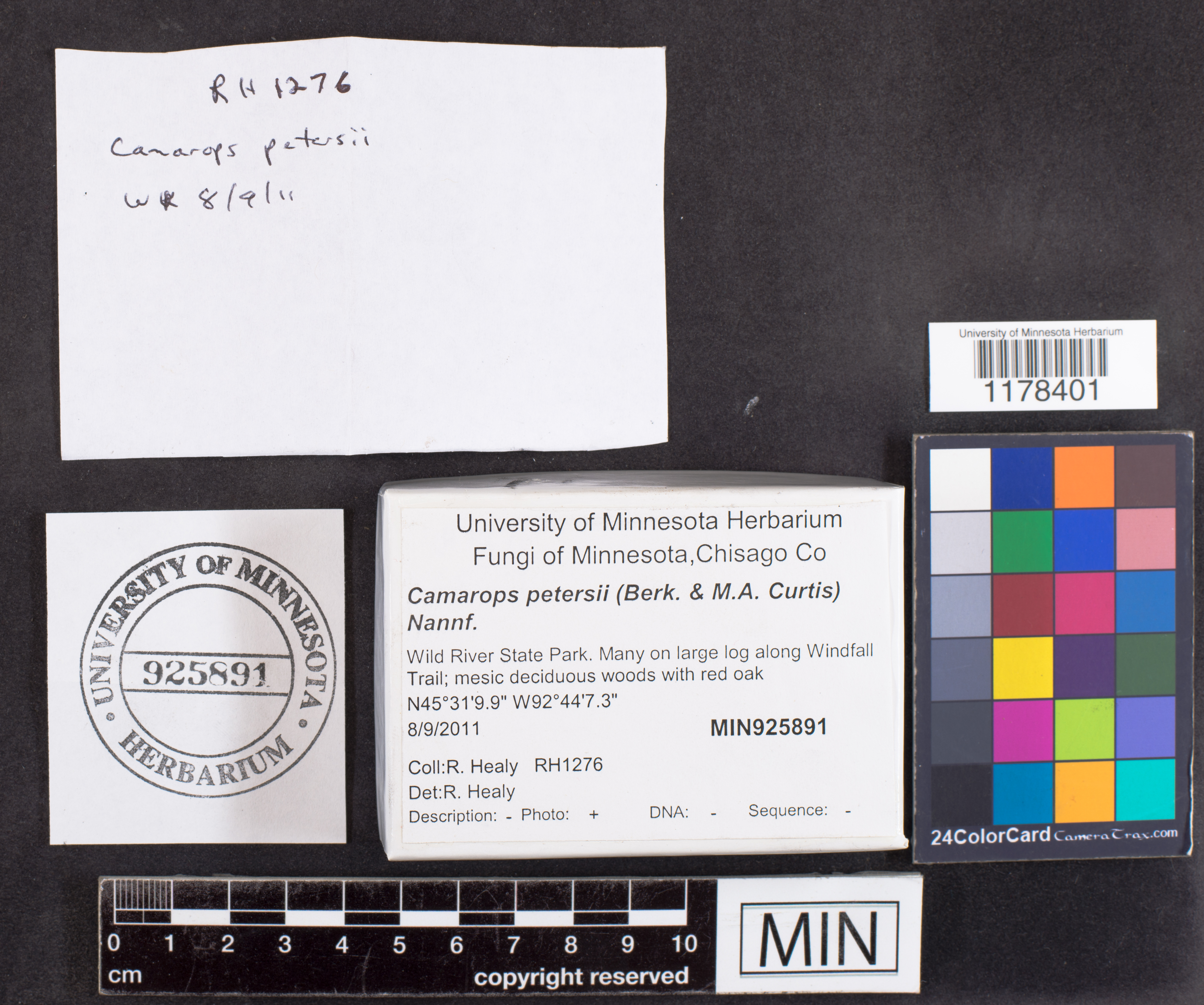 Camarops petersii image