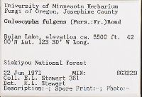 Caloscypha fulgens image