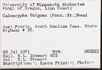 Caloscypha fulgens image