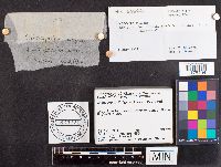 Caloscypha fulgens image