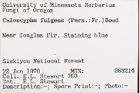 Caloscypha fulgens image