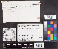 Caloscypha fulgens image