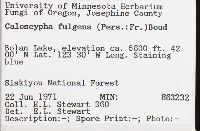 Caloscypha fulgens image