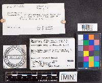 Caloscypha fulgens image