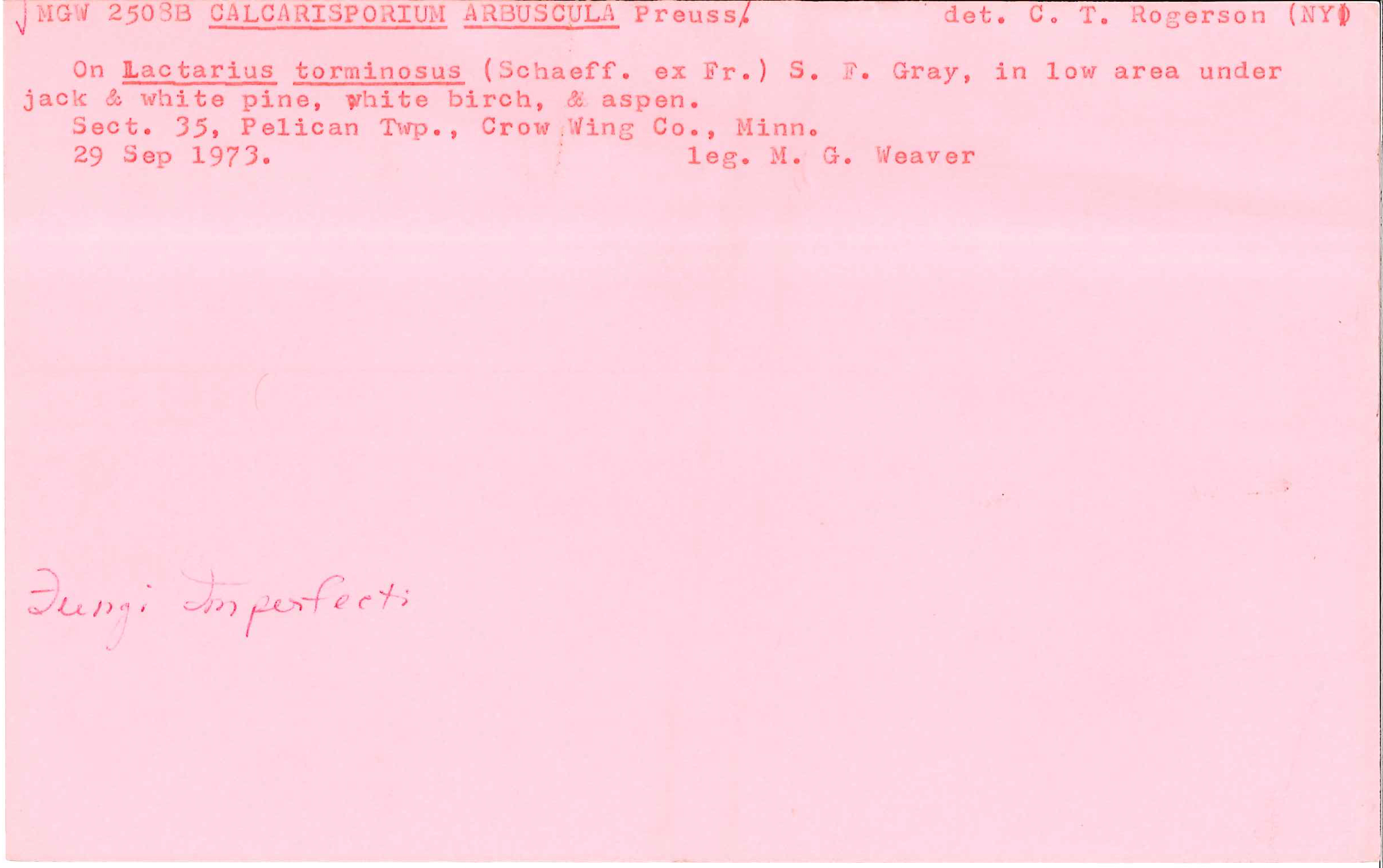 Calcarisporium arbuscula image