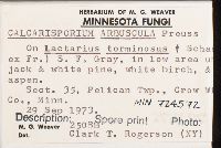 Calcarisporium arbuscula image