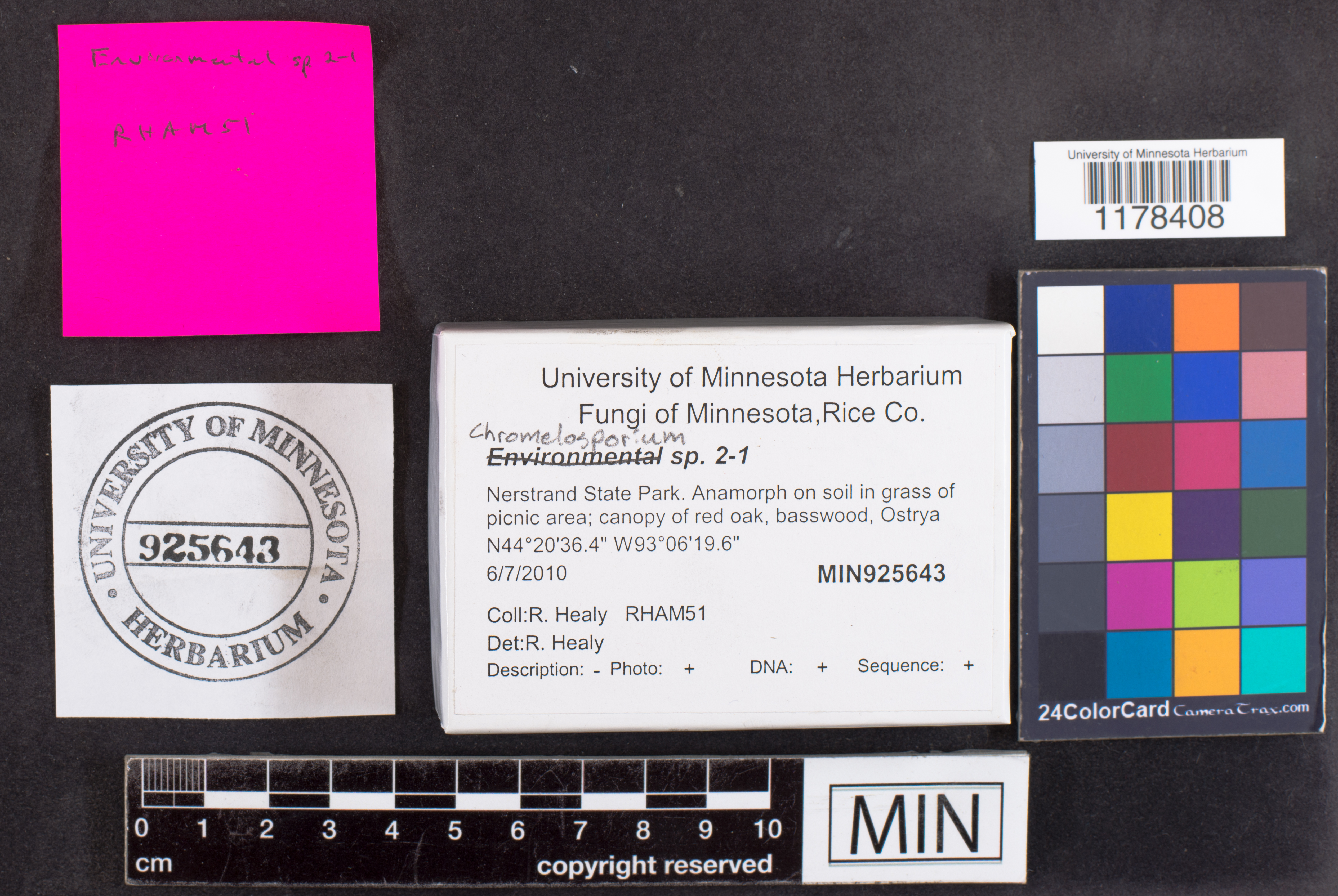 Chromelosporium image