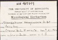 Chlorociboria aeruginosa image