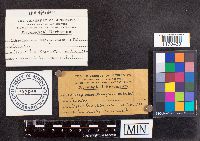 Chlorociboria aeruginosa image