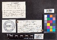 Chlorociboria aeruginosa image