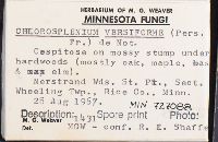 Chlorencoelia versiformis image