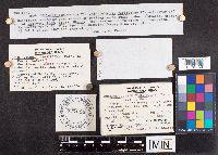 Chlorencoelia versiformis image