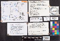 Chlorociboria aeruginosa image