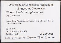 Chlorociboria aeruginascens image