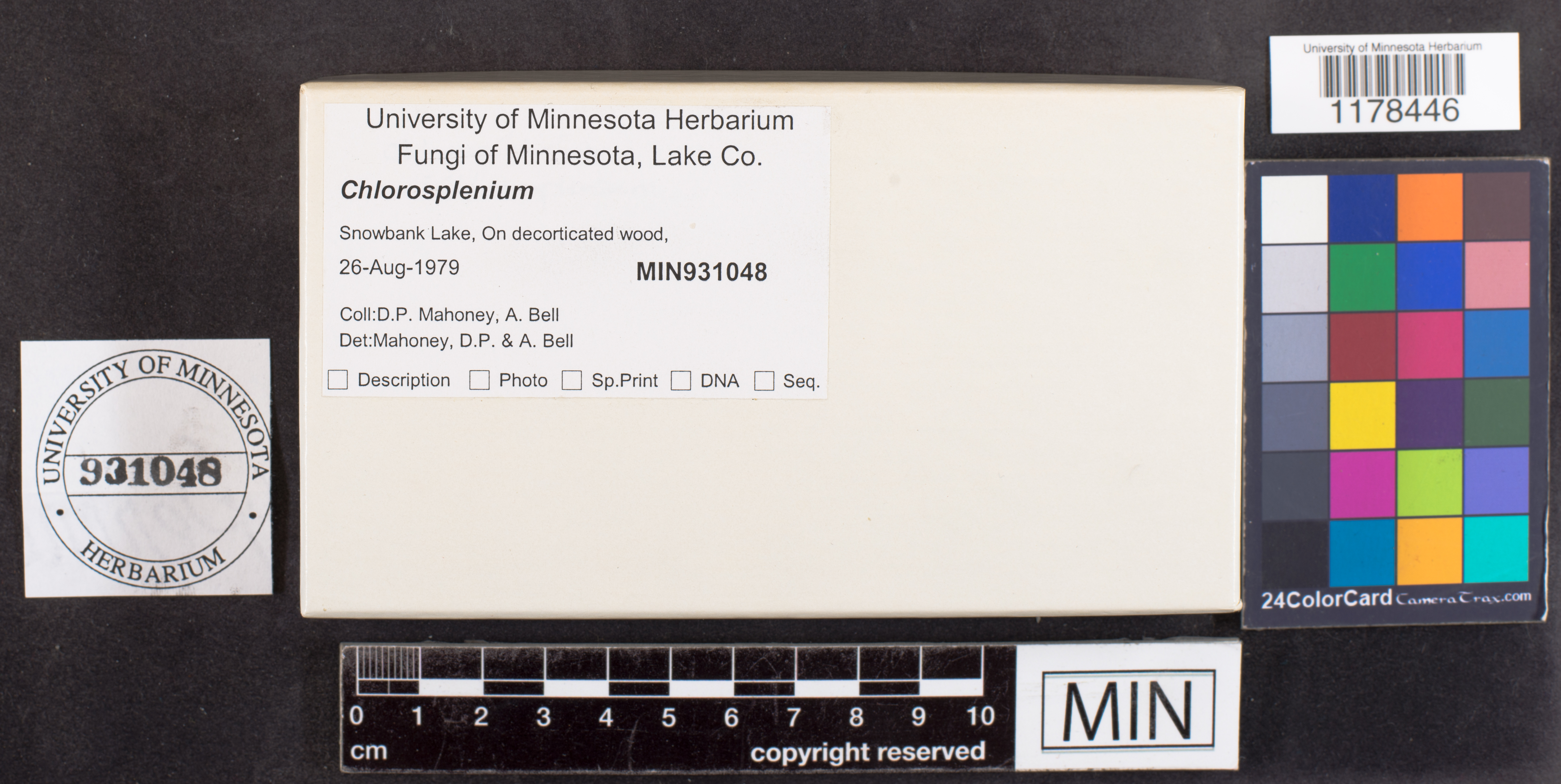 Chlorosplenium image